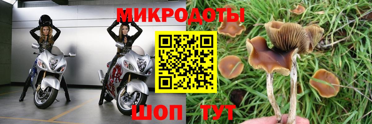 Псилоцибиновые грибы Cubensis  Вход с VPN  Ростов-на-Дону  Галлюциногенные грибы прущие грибы 